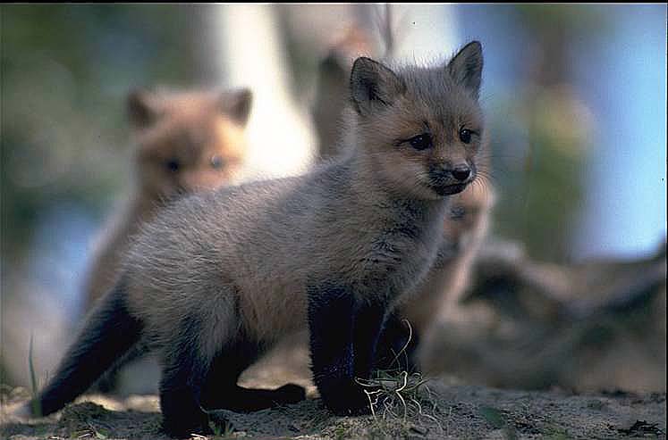 cute little fox kit