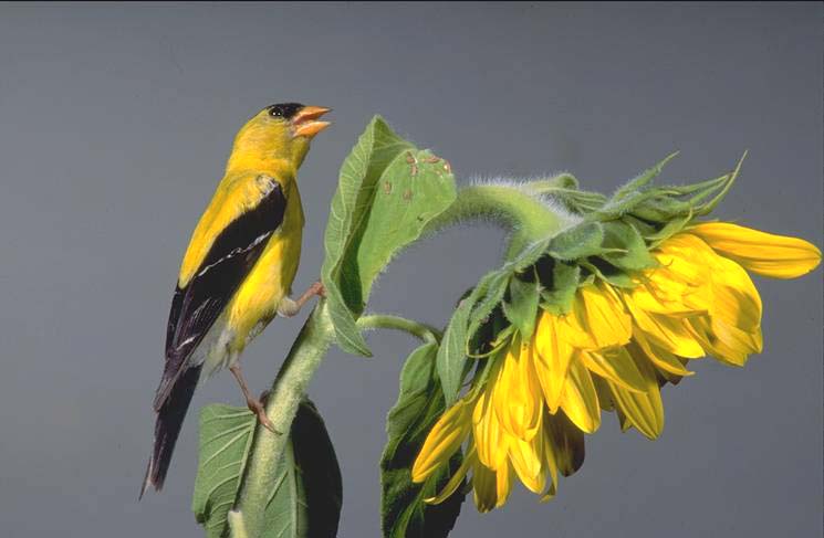 male goldfinch on sunflower