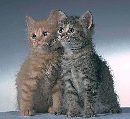 two cute kittens