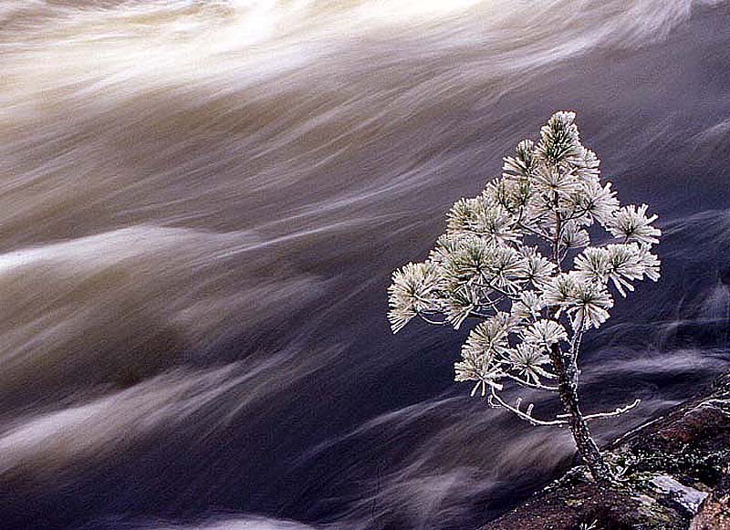 frosted evergreen by the river