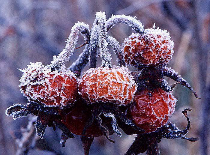 frosty rose hip seed