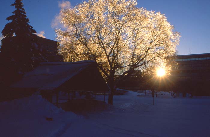 golden ice storm tree