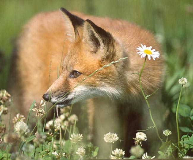 fox in grass and daisies