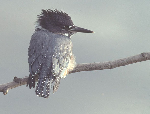 baby belted kingfisher