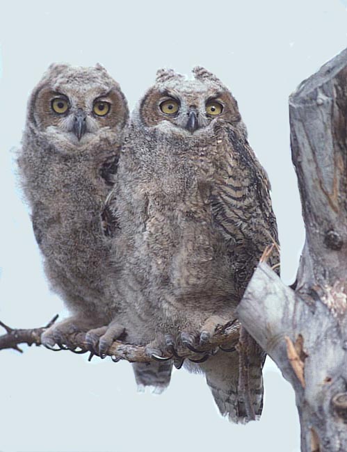 two baby owls