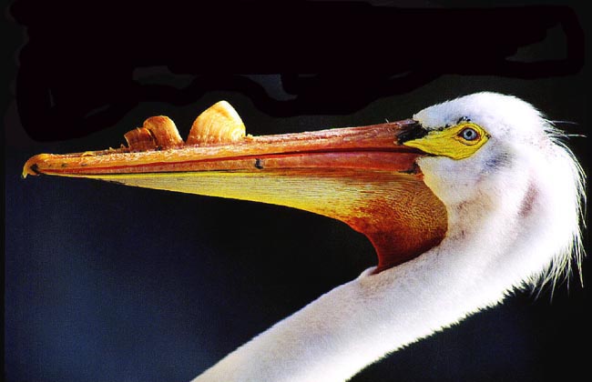 white pelican head shot