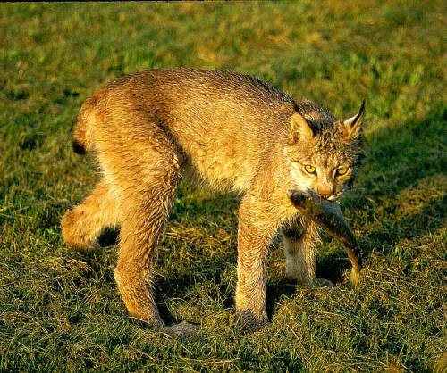 lynx with fish