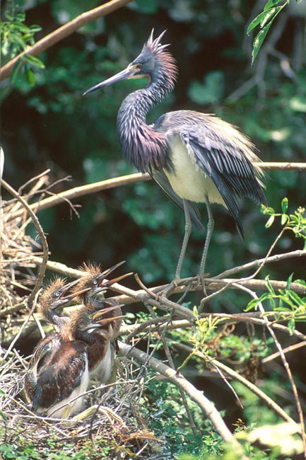 louisiana heron with young