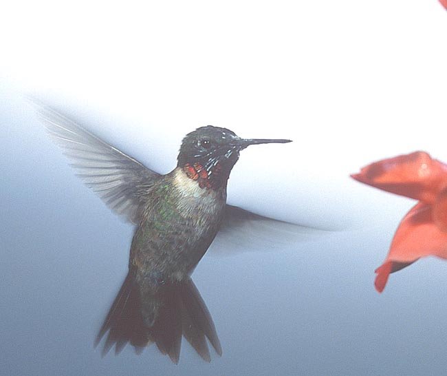 baby hummingbird