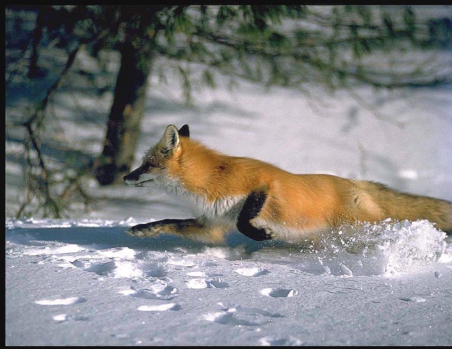 running fox