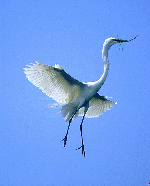 great white heron in flight