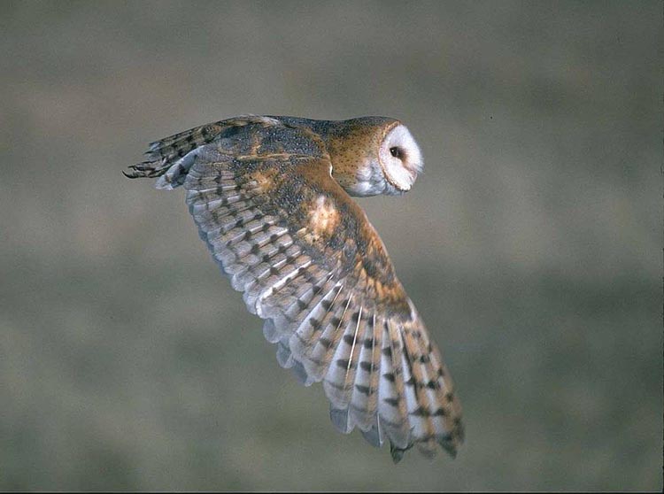 barn owl in flight