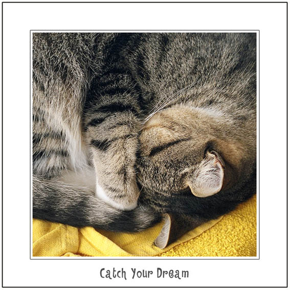 Catch Your Dream