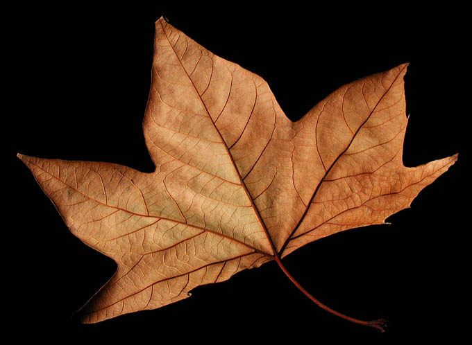 Leaf