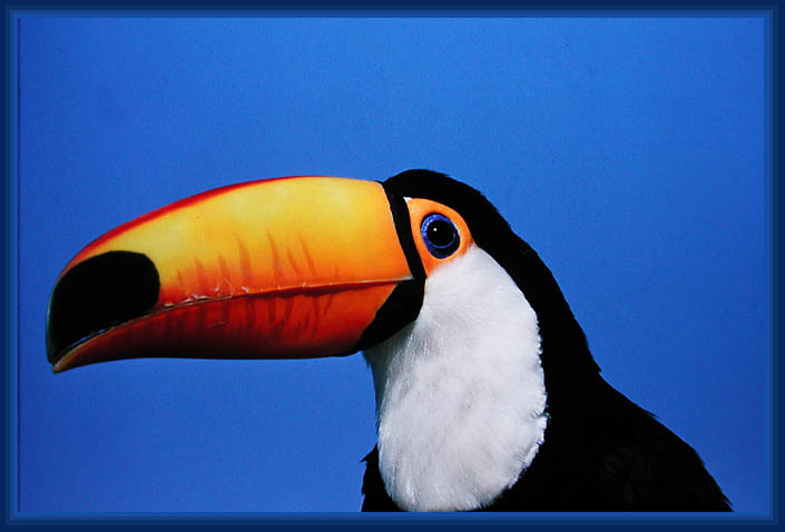 Toucan