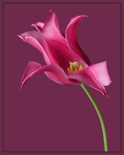 Tulipan