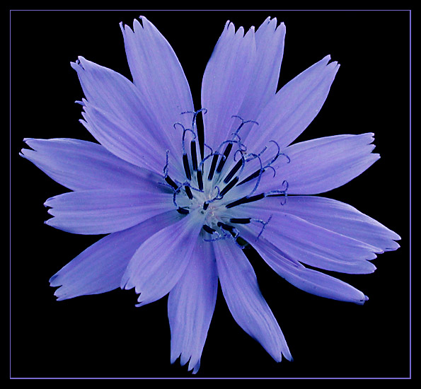 Chicory