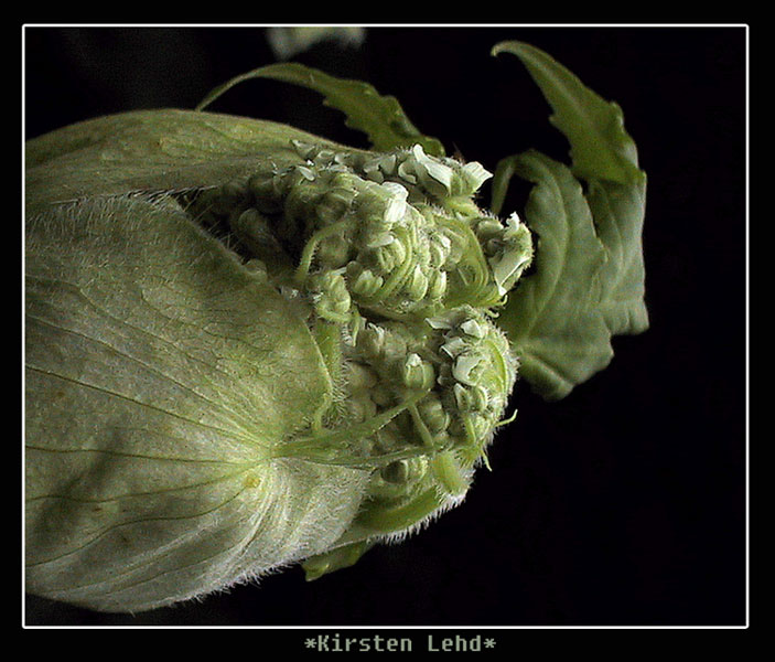 Giant hogweed Baby