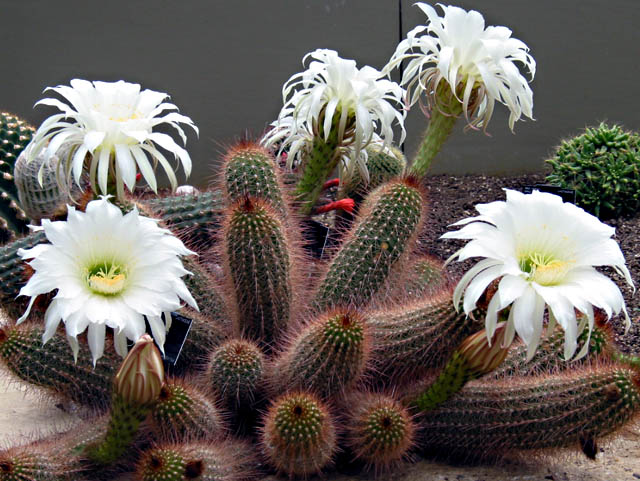 Cactus in Flower