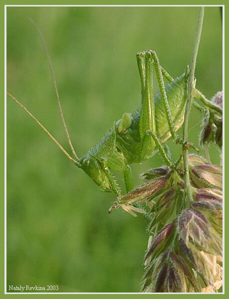 Inhabitant of Boboshin meadow