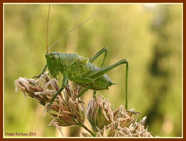 Inhabitant of Boboshin meadow