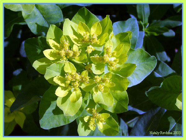 An euphorbia