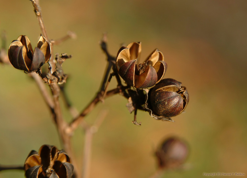 Autumn #1