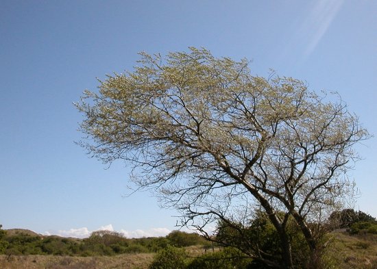 Tree and storm