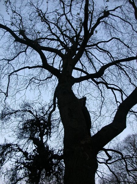 Tree in the evening