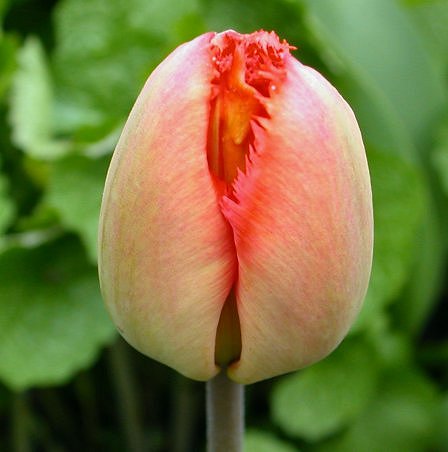 Tulip