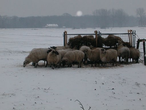 Sheeps in the snow