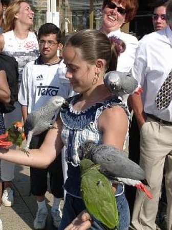 The parrotgirl