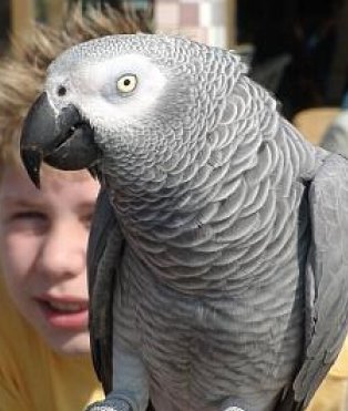 A parrot