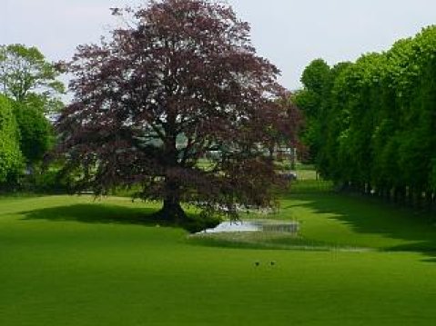 Landscape at Haarlem