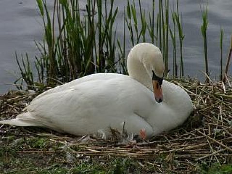 Swan at nest