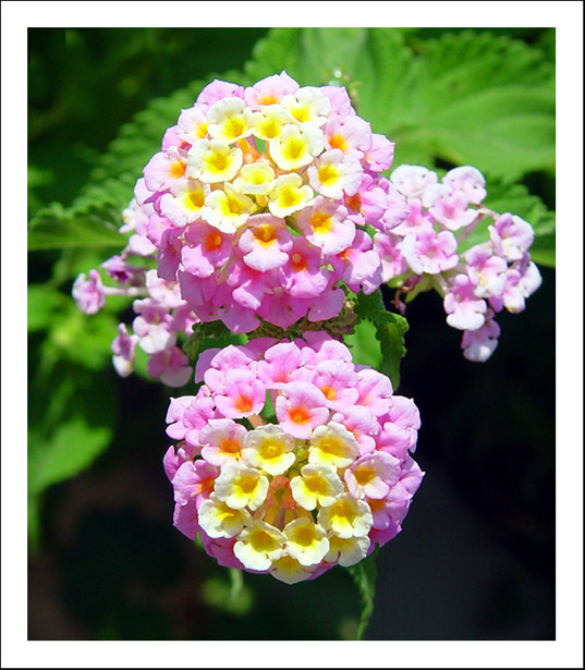 Pink flowers