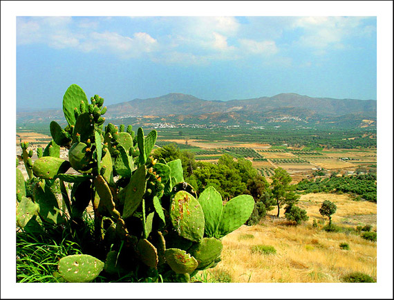 View onto the olive fields