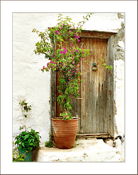 Bougainvillea