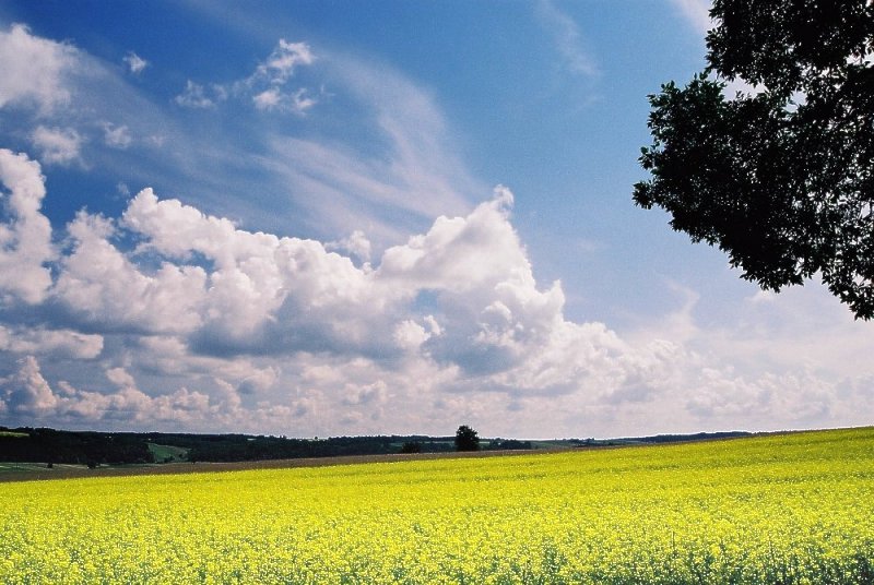 yellow landscape