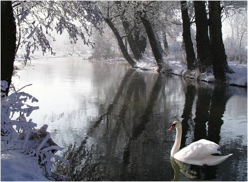 Winter Swan