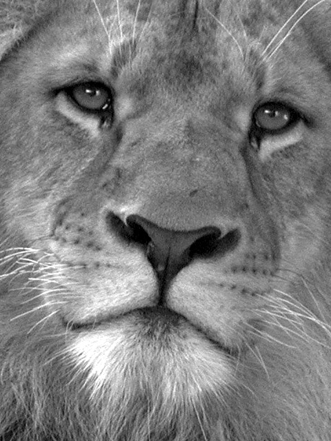 Portrait of a Lion