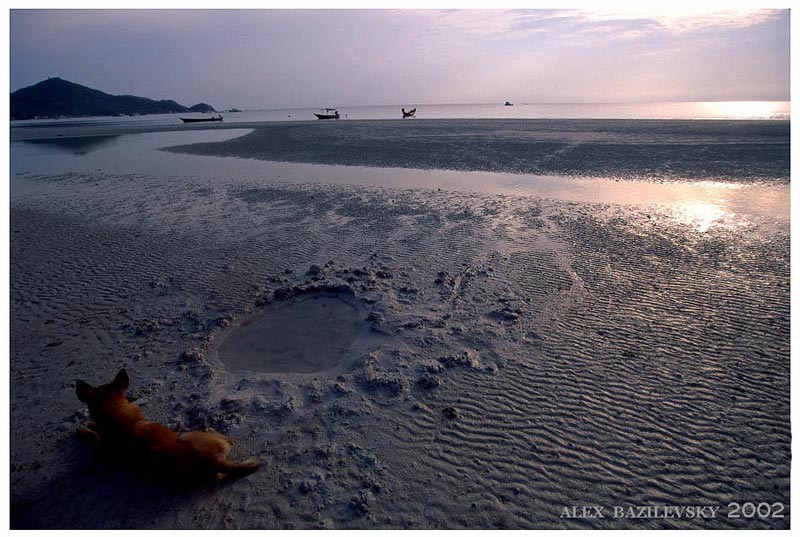 ..about dog,sea and beach of Thailand...