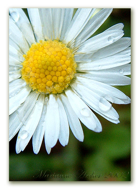 Just a Tiny Daisy