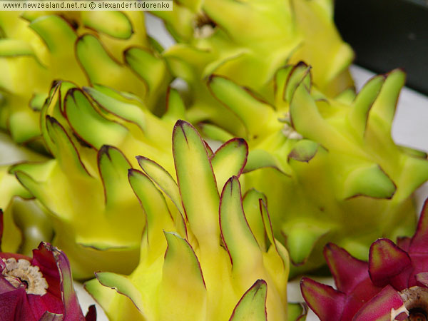 Dragon Fruit (Pitaya)