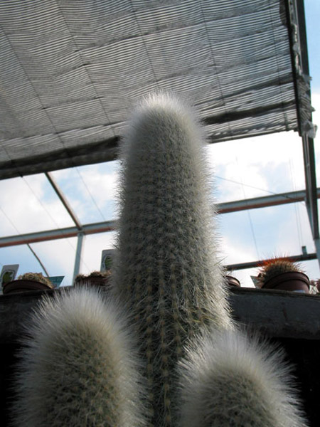 Cactus Vulgaris