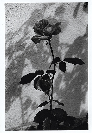 Rose... in black and white