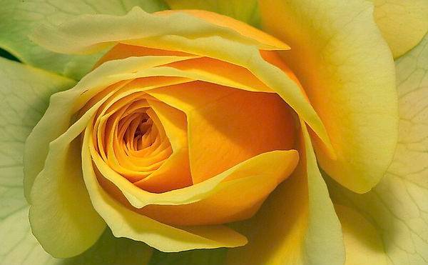 Yellow rose of Texas