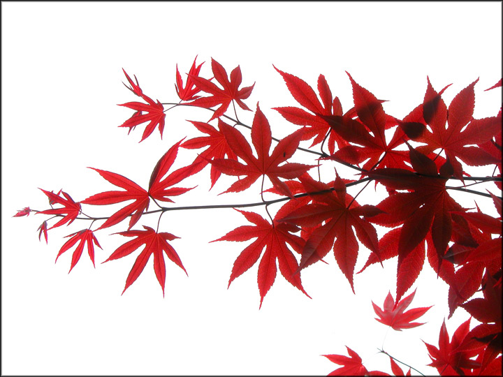 Red Leaves