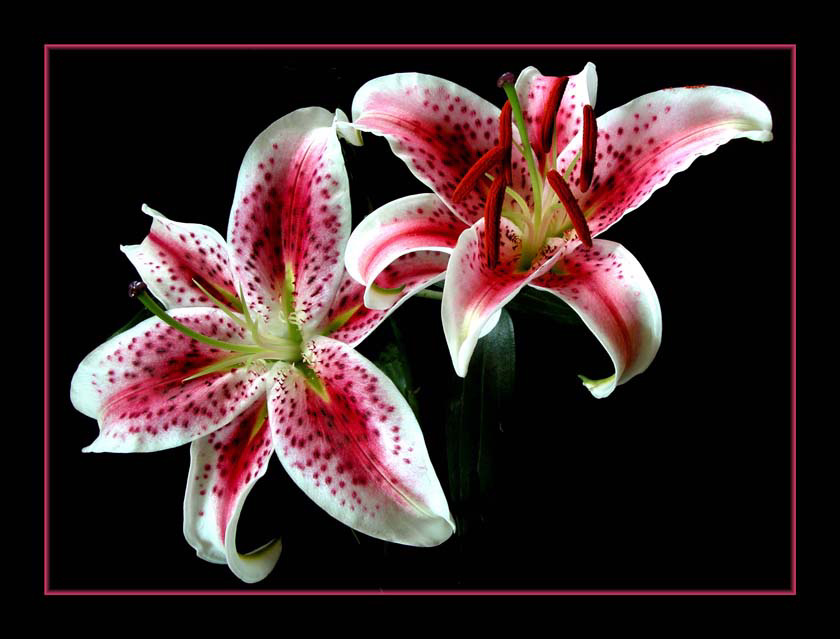 Lilies