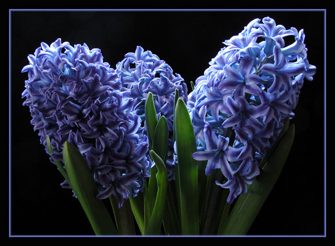 Hyacinth